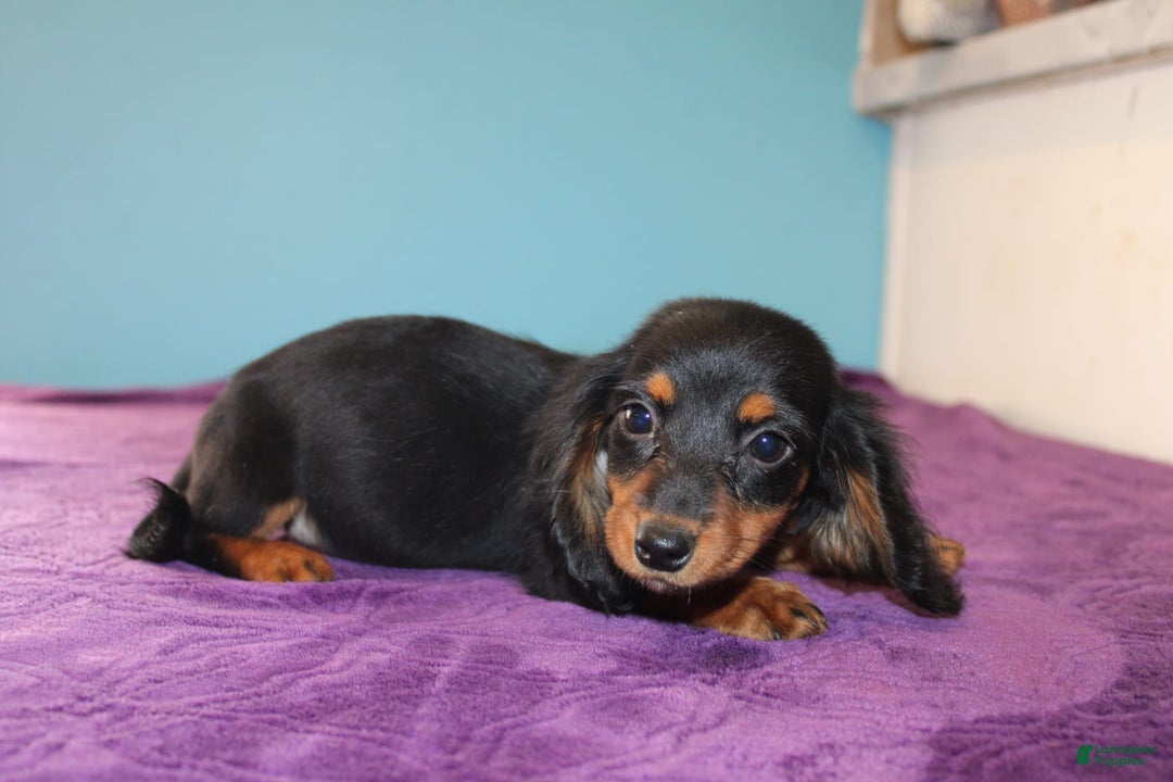 Dachshund dogs for sale: Dachshund 4 puppies - Image 1