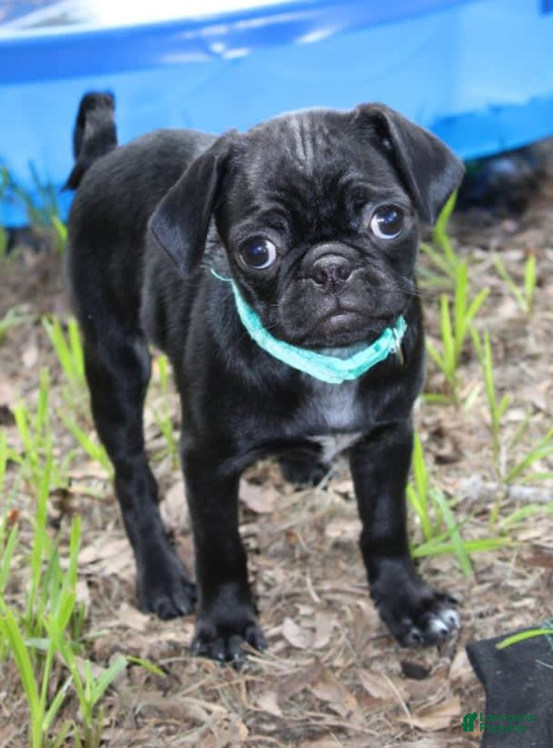 Pug dogs for sale: Luna - Image 5