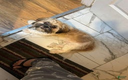 Shih Tzu dogs for sale: Valentino - Image 4