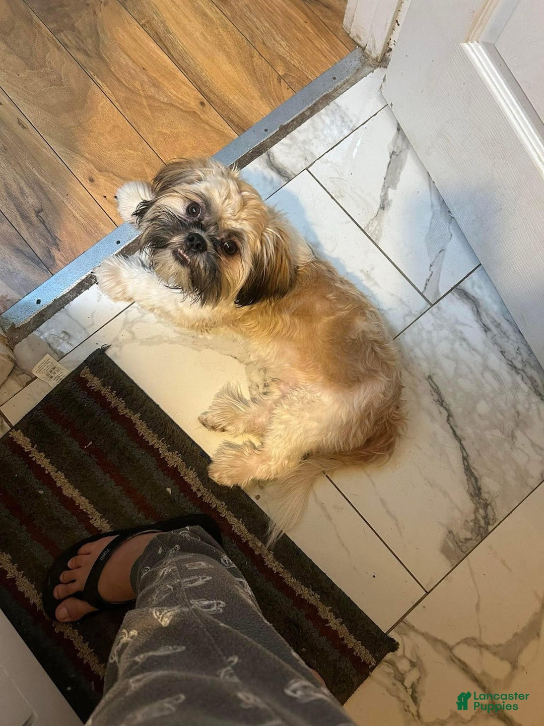 Shih Tzu dogs for sale: Valentino - Image 4