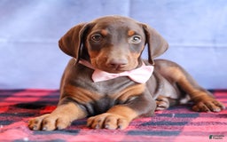 Doberman Pinscher dogs for sale: DIAMOND - Image 4