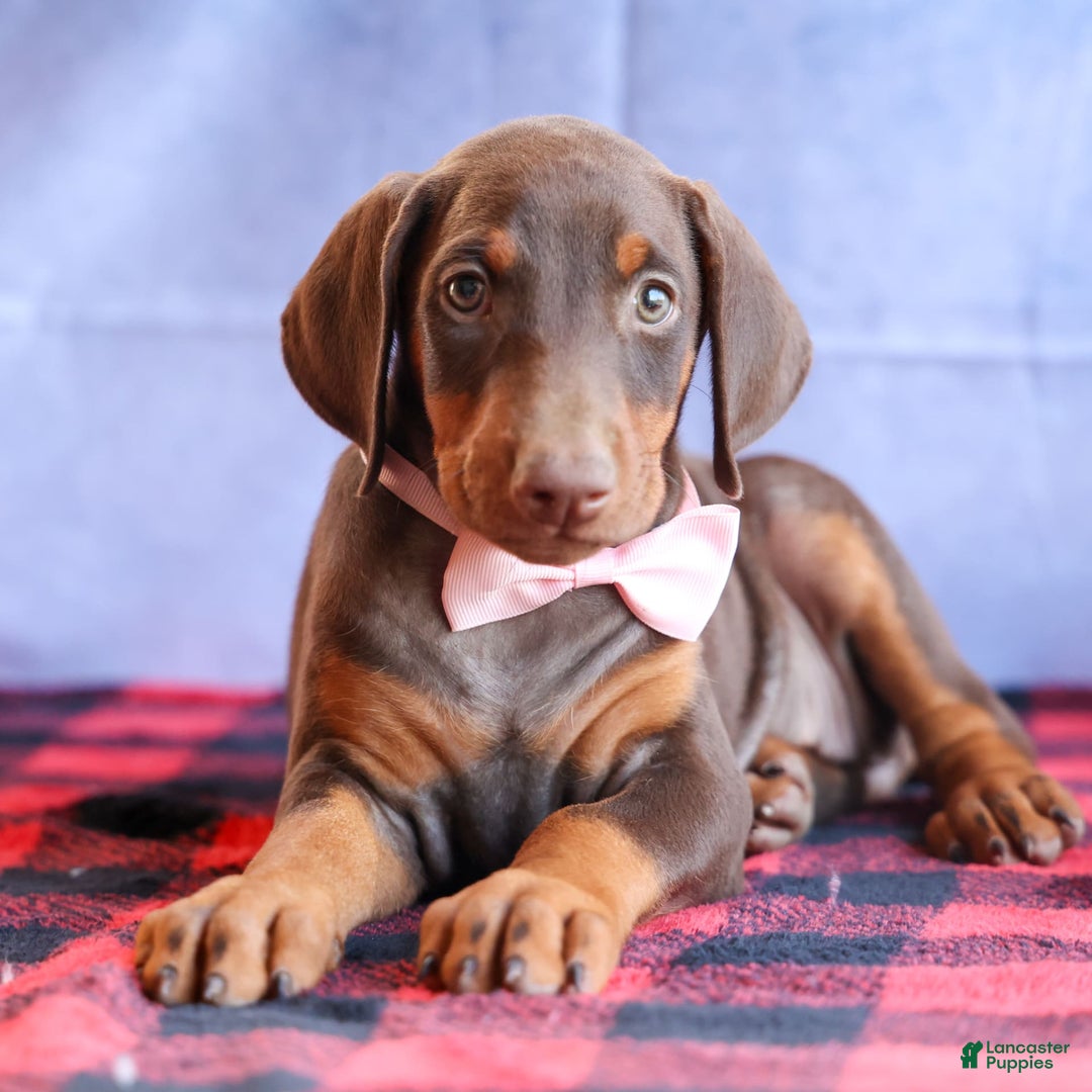 Doberman Pinscher dogs for sale: DIAMOND - Image 4
