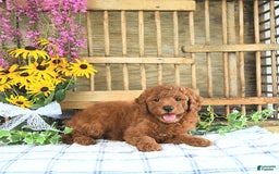 Mini Goldendoodle dogs for sale: Harper - Image 2