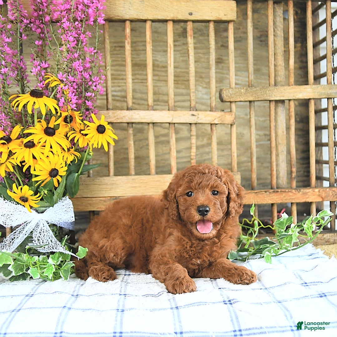 Mini Goldendoodle dogs for sale: Harper - Image 2