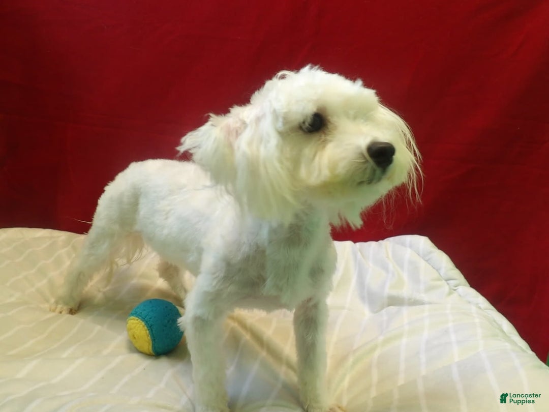 Maltese dogs for sale: Rex - Image 3