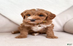 Mini Goldendoodle dogs for sale: Surf - Image 3