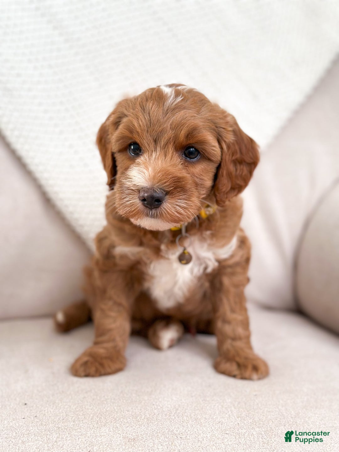 Mini Goldendoodle dogs for sale: Surf - Image 3