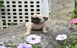 Pug dogs for sale: Bubbles - Image 3
