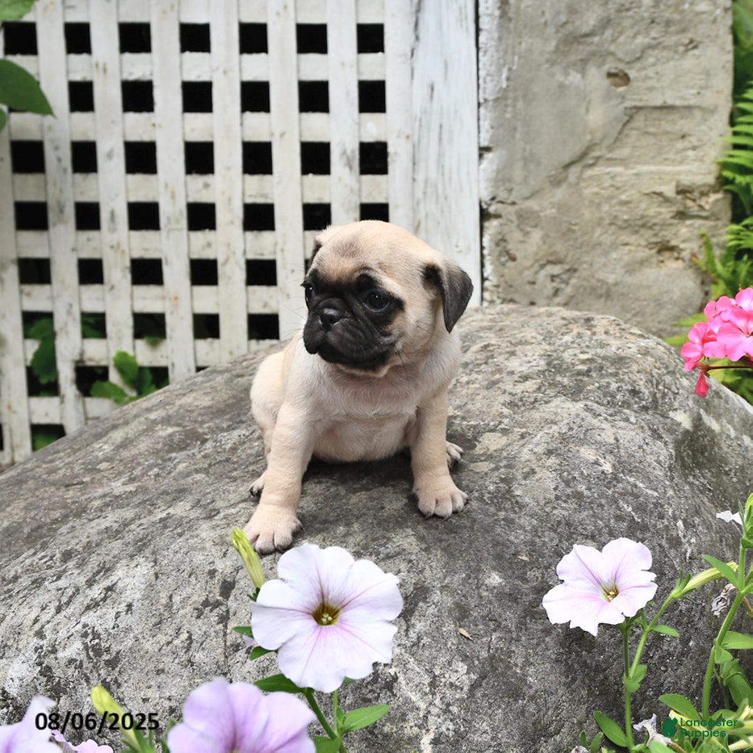 Pug dogs for sale: Bubbles - Image 3