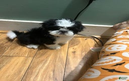 Shih Tzu dogs for sale: Coco - Image 2