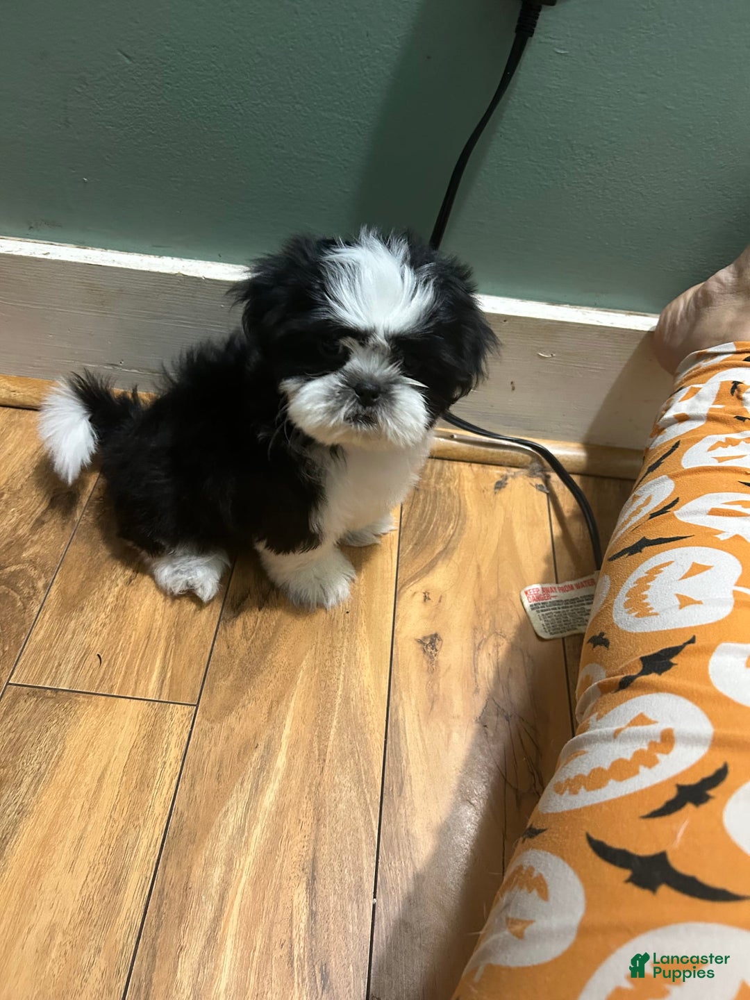 Shih Tzu dogs for sale: Coco - Image 2