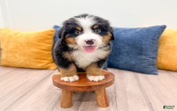 Bernese Mountain Dog dogs for sale: Zeke - Image 5