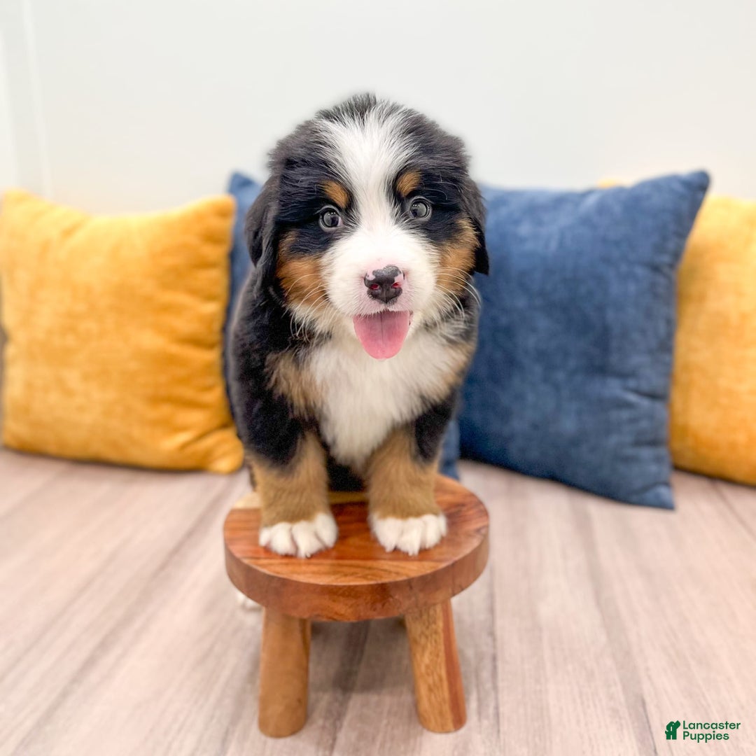 Bernese Mountain Dog dogs for sale: Zeke - Image 5