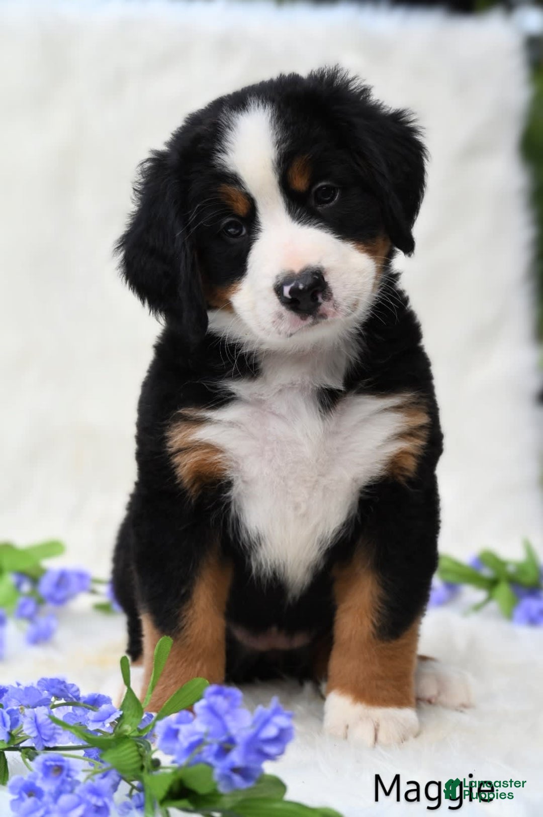 Bernese Mountain Dog dogs for sale: Maggie - Image 5