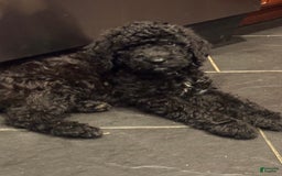 Standard Poodle dogs for sale: Standard Poodle 8 puppies - Image 2