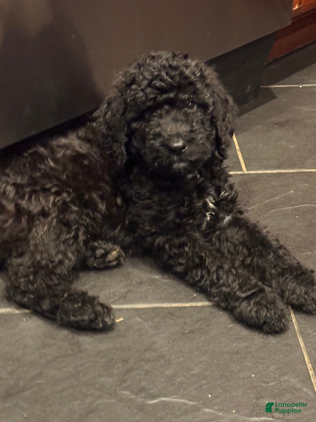 Standard Poodle dogs for sale: Standard Poodle 8 puppies - Image 2