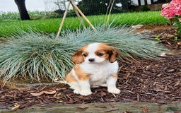 Cavapoo dogs for sale: Roxy - Image 1