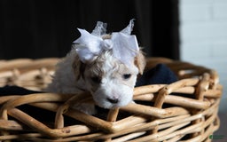Maltipoo dogs for sale: Cee Cee - Image 3