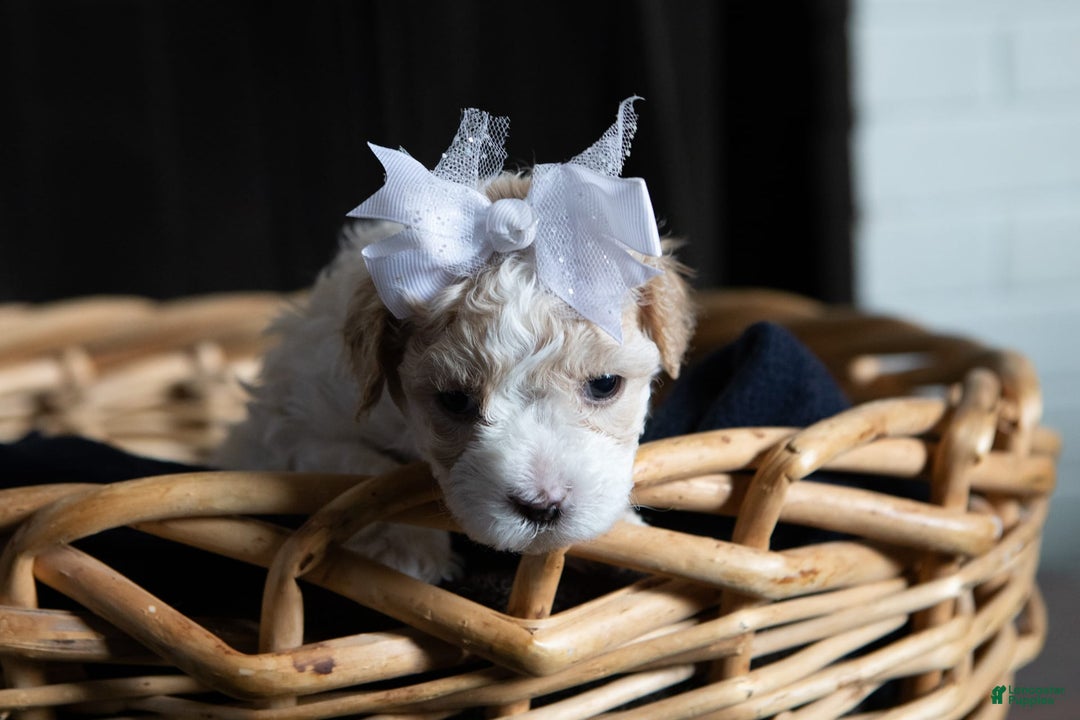 Maltipoo dogs for sale: Cee Cee - Image 3