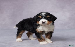 Mini Bernedoodle dogs for sale: Alex - Image 3