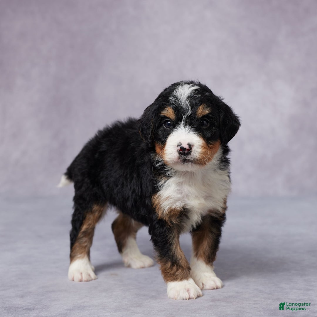 Mini Bernedoodle dogs for sale: Alex - Image 3