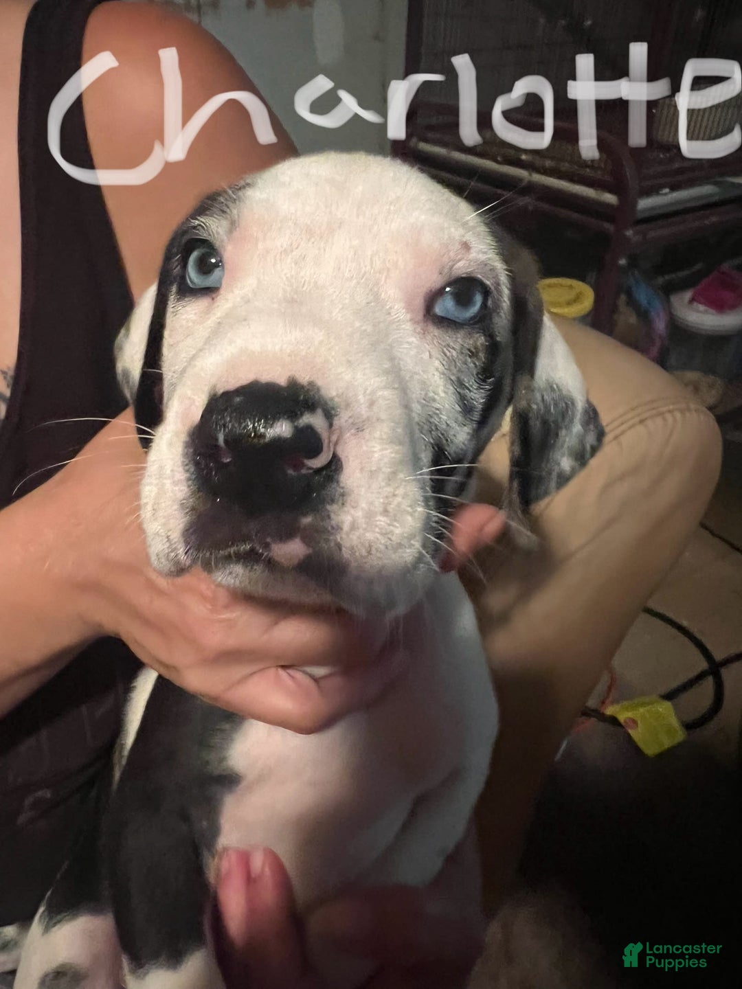 Great Dane dogs for sale: Charlotte - Image 1