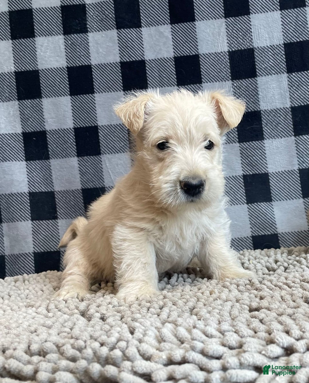 Scottish Terrier dogs for sale: Sheena - Image 2