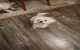 Shih Tzu dogs for sale: Shitsu Maltese - Image 3