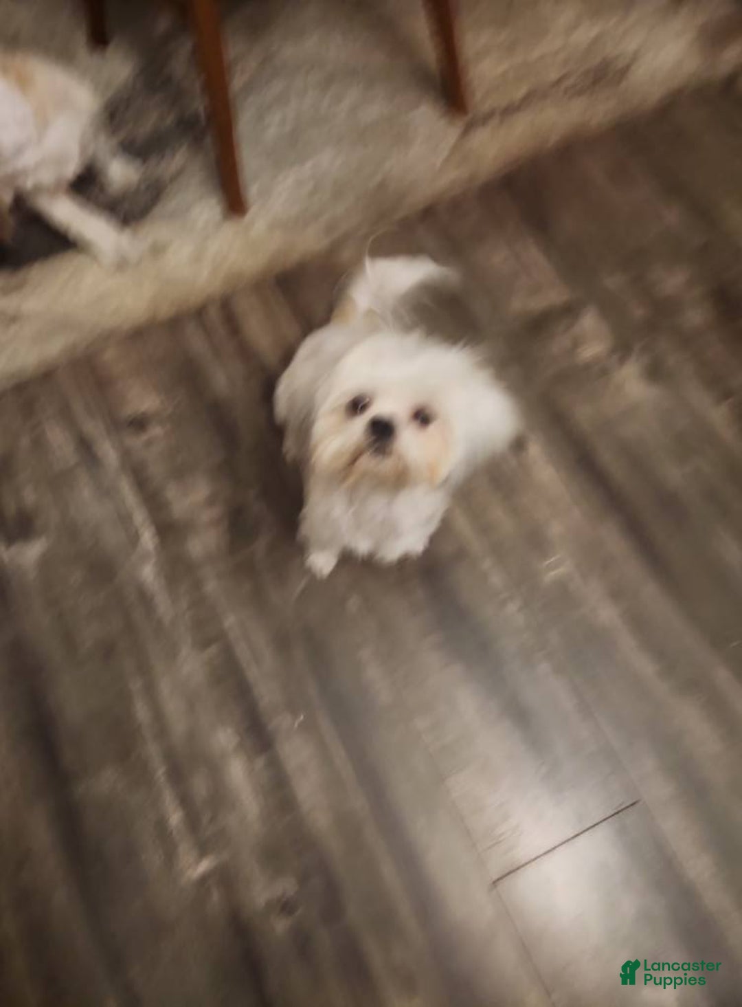 Shih Tzu dogs for sale: Shitsu Maltese - Image 3