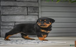 Rottweiler dogs for sale: Bella - Image 29