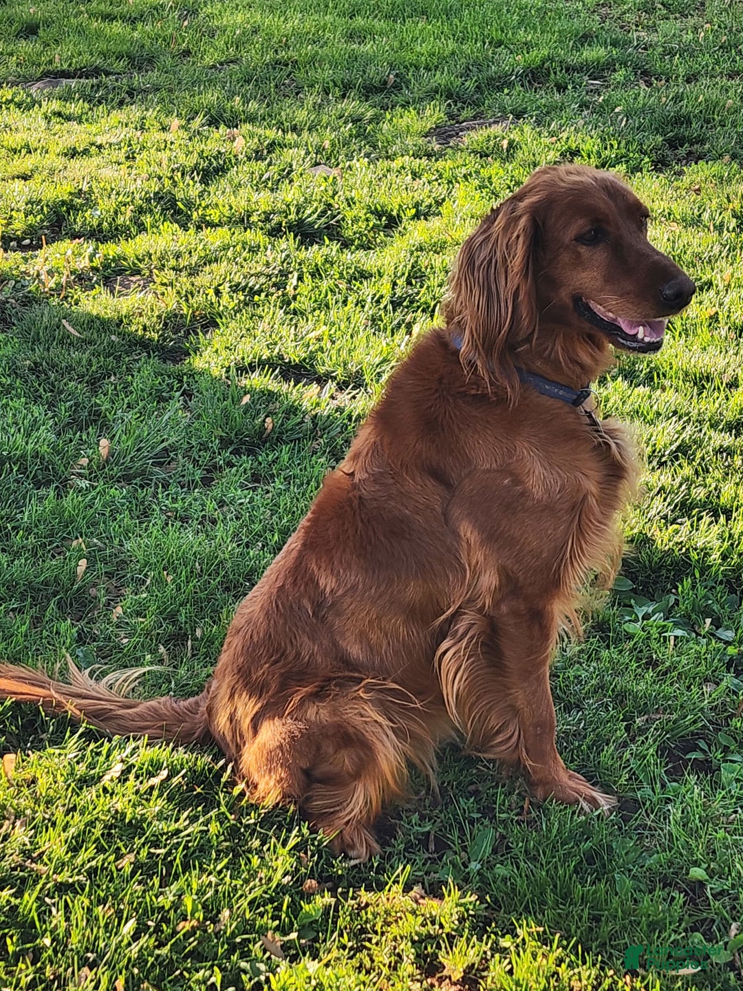 Irish Doodle dogs for sale: Celeste-mini Irish Doodle - Image 18