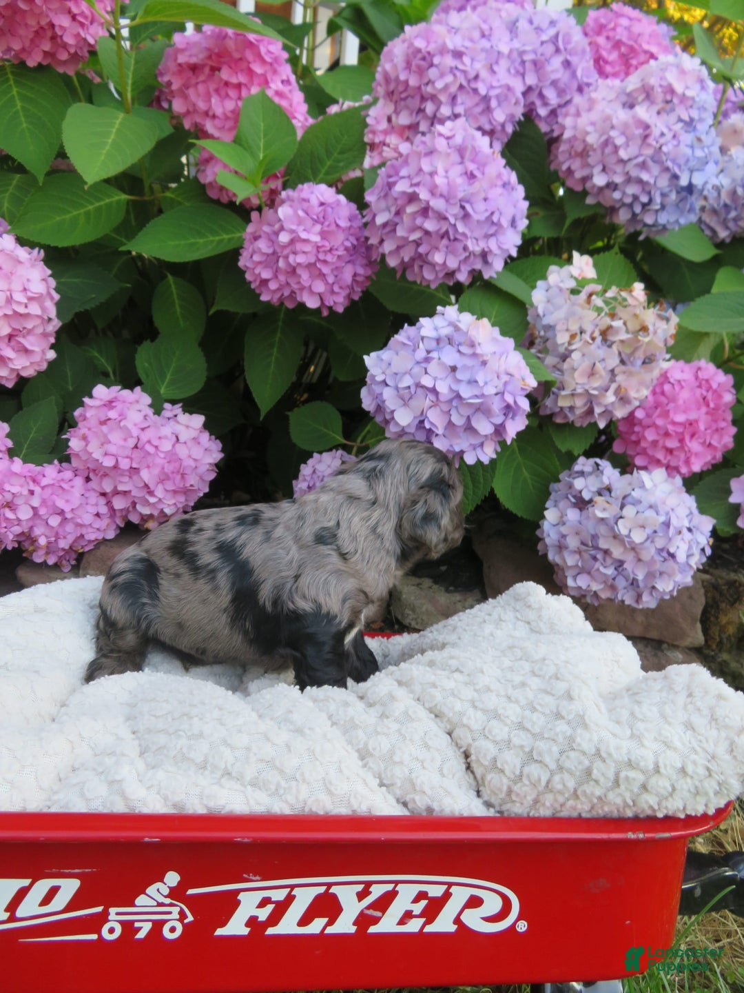 Cocker Spaniel dogs for sale: Oliver - Image 3