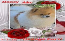 Pomeranian dogs for sale: Buzz - Image 23
