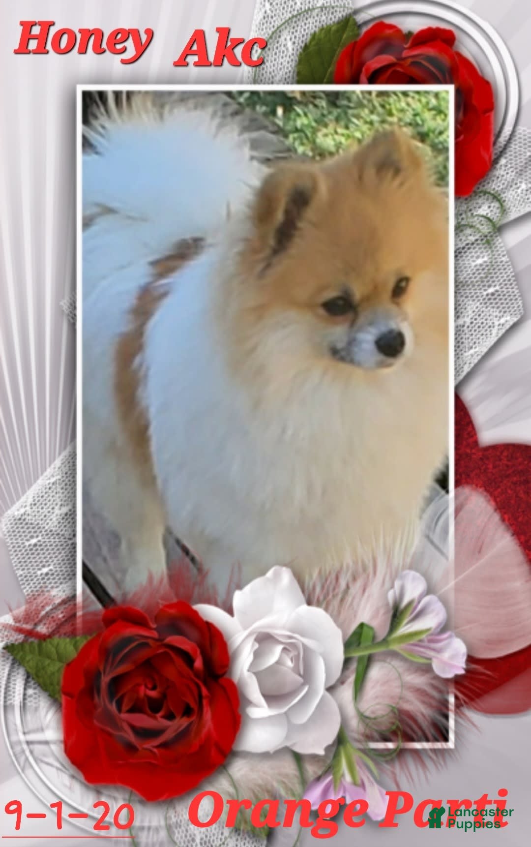 Pomeranian dogs for sale: Buzz - Image 23