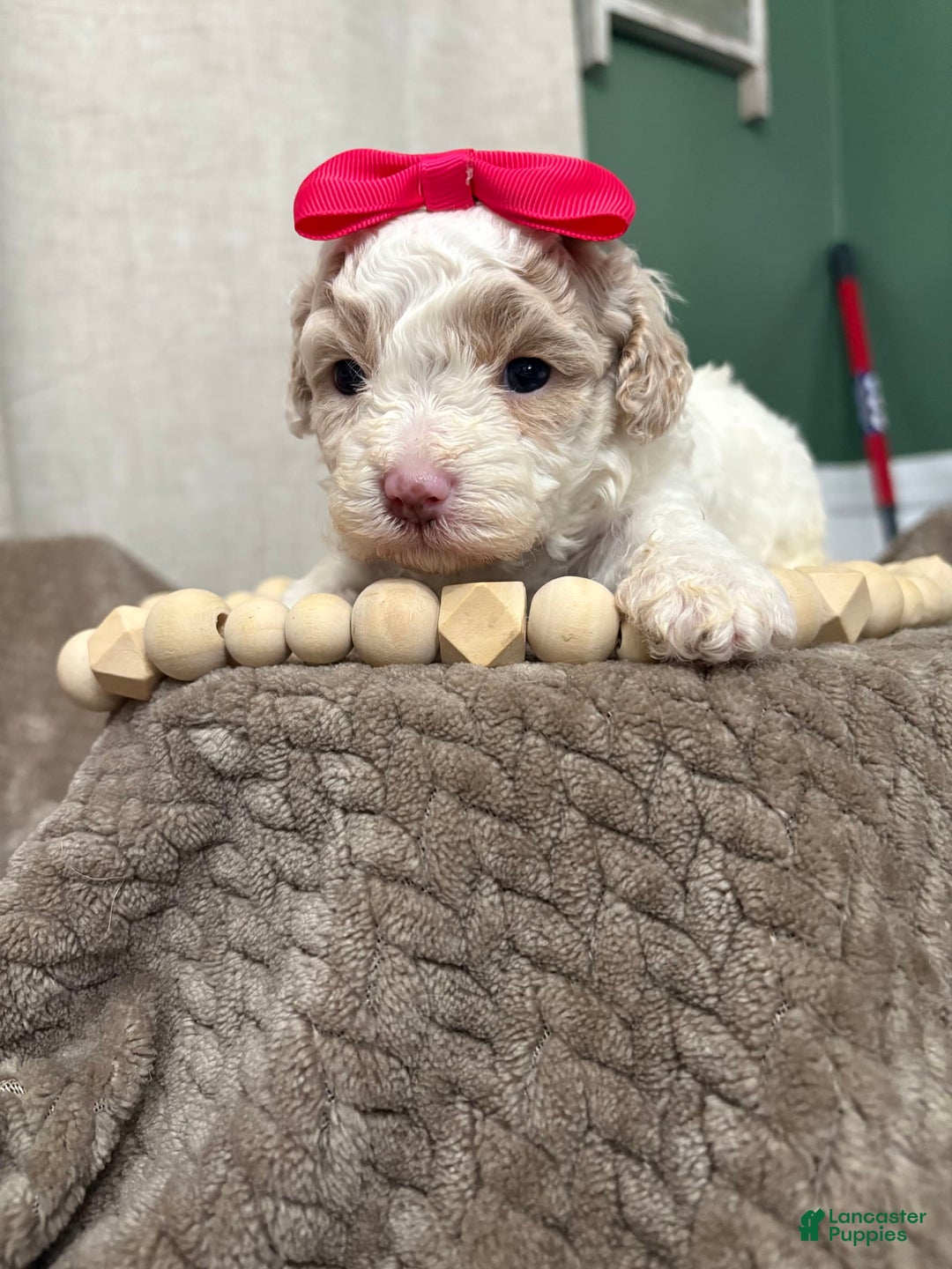 Cavapoo dogs for sale: Cannoli - Image 5