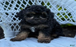 Cavapoo dogs for sale: Carla - Image 6