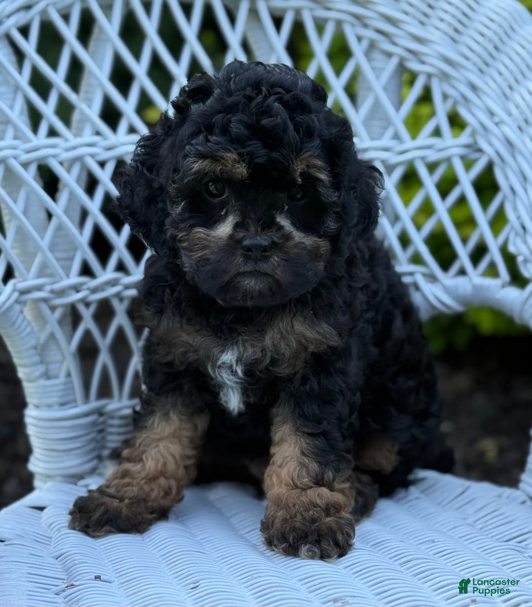 Cavapoo dogs for sale: Carla - Image 6