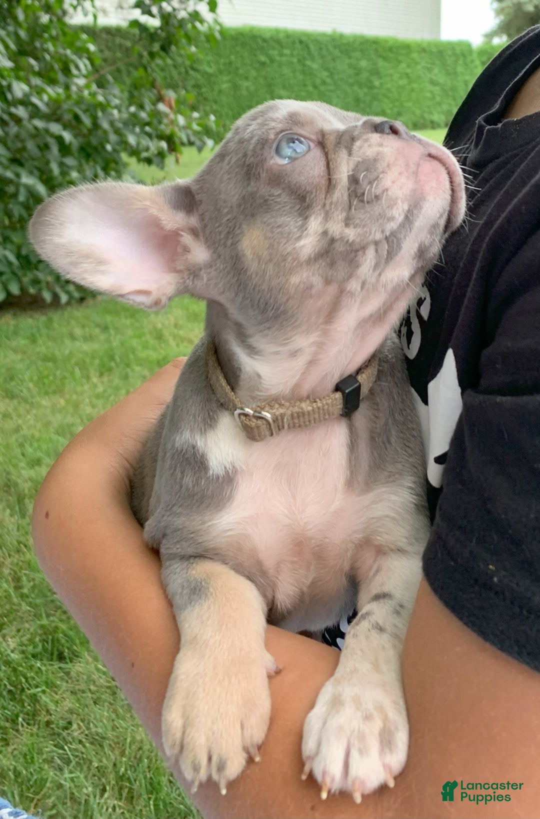 French Bulldog dogs for sale: June - Image 6