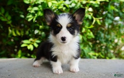 American Corgi dogs for sale: Ash - Image 4