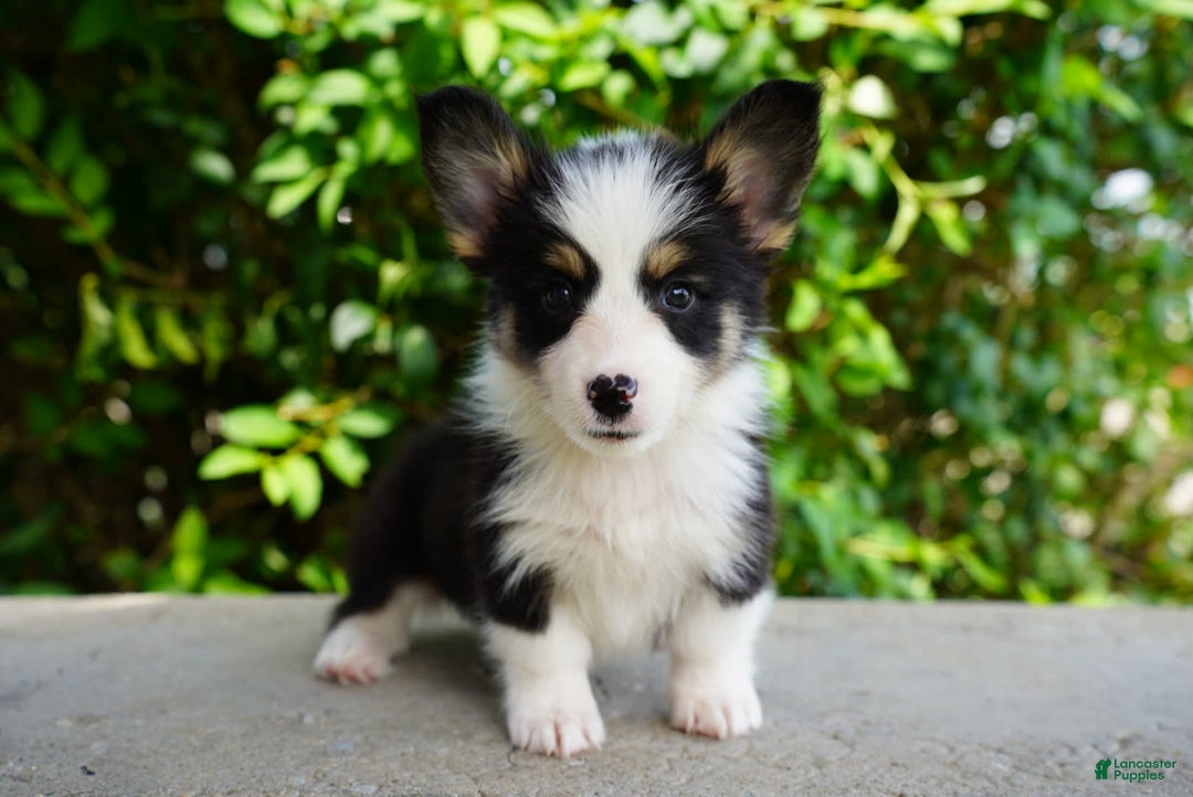 American Corgi dogs for sale: Ash - Image 4