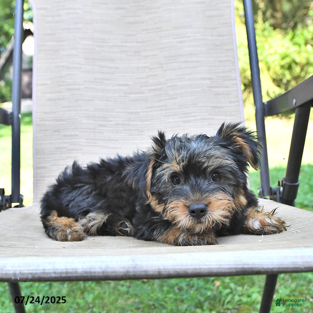 Yorkshire Terrier dogs for sale: Tommy - Image 3