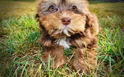 Havapoo dogs for sale: Josie - Image 12
