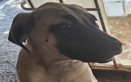 English Mastiff dogs for sale: Angel - Image 1