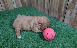 Cavalier King Charles Spaniel dogs for sale: Lucy Girl 2 - Image 6