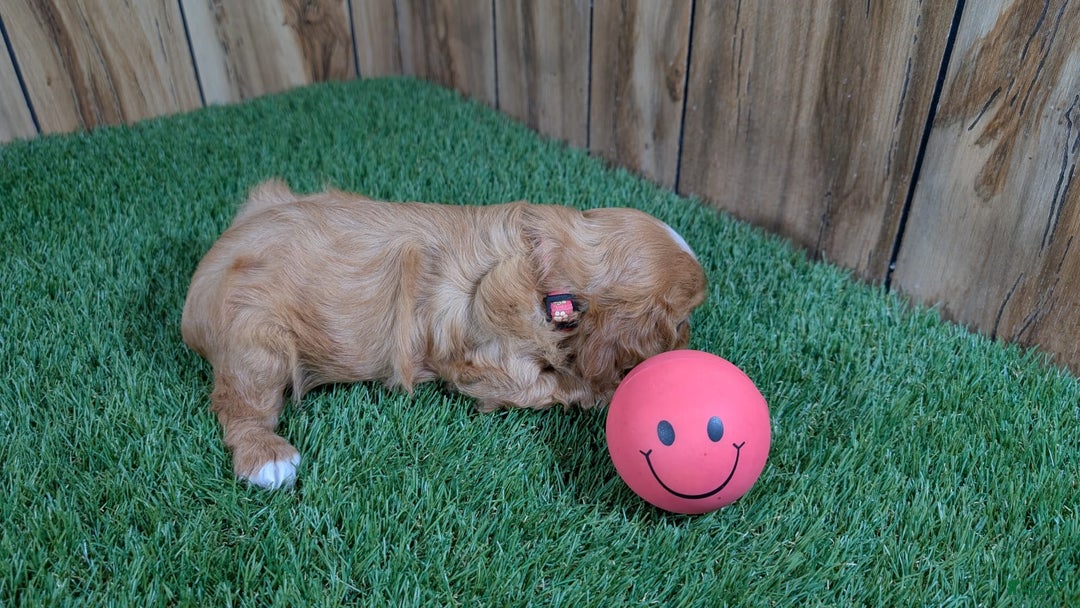 Cavalier King Charles Spaniel dogs for sale: Lucy Girl 2 - Image 6