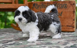 Shih Tzu dogs for sale: Buddy - Image 2