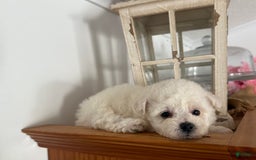 Bichon Frise dogs for sale: Little Princess - Listing for pets: Little Princess, Prince - Image 8