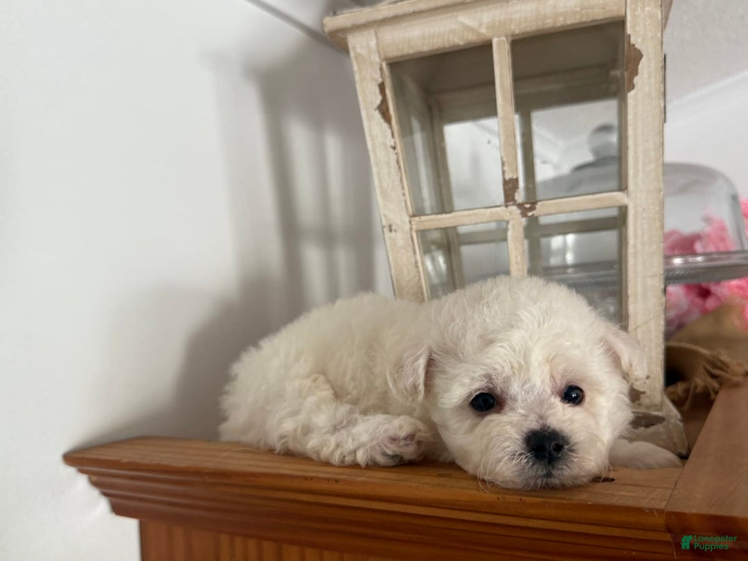 Bichon Frise dogs for sale: Little Princess - Listing for pets: Little Princess, Prince - Image 8