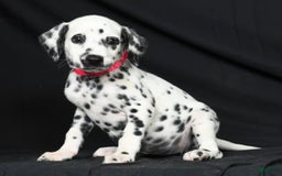 Dalmatian dogs for sale: Ivy - Image 7