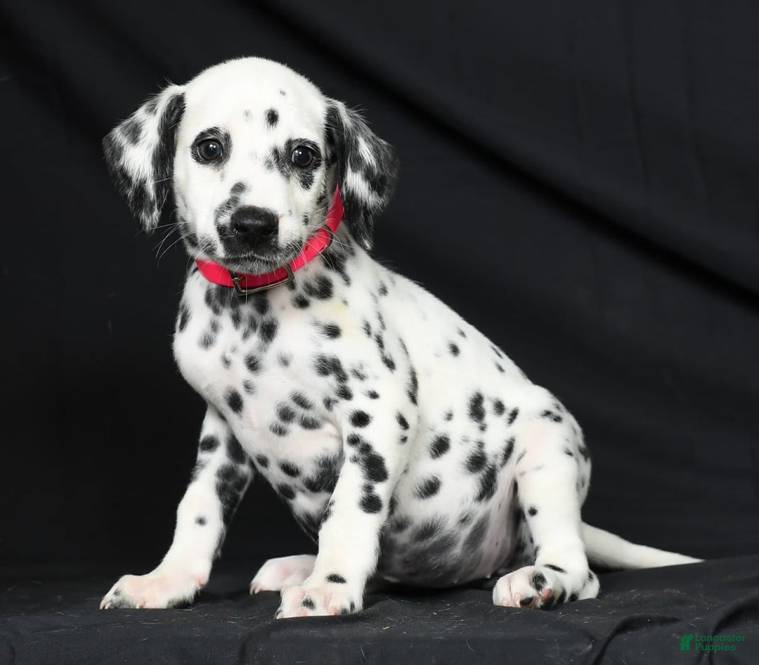 Dalmatian dogs for sale: Ivy - Image 7